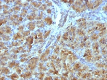 IHC testing of FFPE mouse pancreas with Elastase 3B antibody (clone CELA3B/1257). Required HIER: boil tissue sections in 10mM Tris with 1mM EDTA, pH 9, for 10-20 min followed by cooling at RT for 20 min.