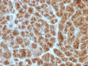 IHC testing of FFPE human pancreas with Elastase 3B antibody (clone CELA3B/1257). Required HIER: boil tissue sections in 10mM Tris with 1mM EDTA, pH 9, for 10-20 min followed by cooling at RT for 20 min.