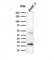 Western blot of human PANC-1 cell lysate using Elastase 3B antibody (CELA3B/1257). Predicted molecular weight ~29 kDa.