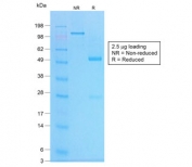 SDS-PAGE analysis of purified, BSA-free recombinant Chromogranin A antibody (clone CHGA/1773R) as confirmation of integrity and purity.