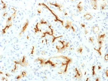 IHC testing of FFPE human pancreas with recombinant CFTR antibody (clone CFTR/1775R). HIER: boil tissue sections in 10mM Tris with 1mM EDTA, pH9 for 10-20 min followed by cooling at RT for 20 min.~