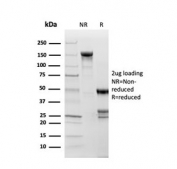 SDS-PAGE analysis of purified, BSA-free Topoisomerase II alpha antibody (clone TOP2A/1361) as confirmation of integrity and purity.