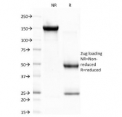 SDS-PAGE Analysis of Purified, BSA-Free CELA3B Antibody (clone CELA3B/1757). Confirmation of Integrity and Purity of the Antibody.