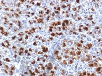IHC testing of human pancreas with CELA3B antibody (clone CELA3B/1757). Required HIER: boil tissue sections in 10mM Tris with 1mM EDTA, pH 9, for 10-20 min followed by cooling at RT for 20 min.~
