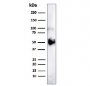 Western blot testing of human HeLa cell lysate with FOXA1 antibody (clone FOXA1/1241). Predicted molecular weight: ~49 kDa.
