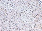 IHC testing of FFPE rat liver with FOXA1 antibody (clone FOXA1/1241). HIER: boil sections in 10mM Tris with 1mM EDTA, pH9 for 10-20 min followed by cooling at RT for 20 min.