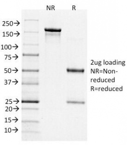 SDS-PAGE Analysis of Purified, BSA-Free Bcl6 Antibody (clone BCL6/1526).