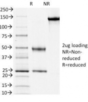 SDS-PAGE Analysis of Purified, BSA-Free CD3e Antibody (clone PC3/188A). Confirmation of Integrity and Purity of the Antibody.