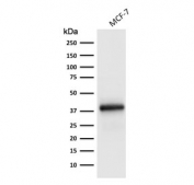 Western blot testing of human MCF7 cell lysate with Ep-CAM antibody (clone EGP40/1798). Expected molecular weight: ~35 kDa (unmodified), 40-43 kDa (glycosylated).