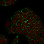 Immunofluorescent staining of human MCF-7 cells with Ep-CAM antibody (green, clone EGP40/1798) and Reddot nuclear stain (red).