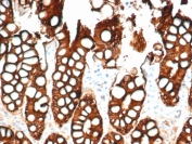 IHC testing of FFPE cat small intestine and Ep-CAM antibody (clone EGP40/1798). Required HIER: steam sections in pH6 citrate buffer for 10-20 min.