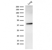 Western blot testing of human lung lysate with recombinant EpCAM antibody (clone rMOC-31).