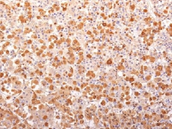 IHC testing of FFPE human pituitary gland with recombinant ACTH antibody (clone r57). Required HIER: boil tissue sections in 10mM citrate buffer, pH 6, for 10-20 min followed by cooling at RT for 20 min.~