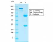 SDS-PAGE analysis of purified, BSA-free recombinant IgG antibody (clone IG1707R) as confirmation of integrity and purity.