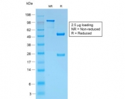 SDS-PAGE analysis of purified, BSA-free recombinant gp100 antibody (clone PMEL/1825R) as confirmation of integrity and purity.