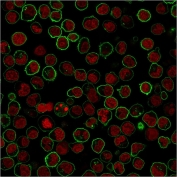 Immunofluorescence staining of PFA-fixed human Raji cells with CD45RB antibody (clone PTPRC/1783R, green) and Phalloidin (red).