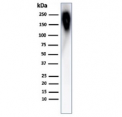 Western blot testing of human spleen lysate with CD45RB antibody (clone PTPRC/1783R). Expected molecular weight: 147-220 kDa depending on glycosylation level.