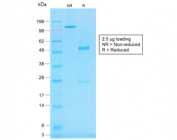 SDS-PAGE analysis of purified, BSA-free recombinant CD45RB antibody (clone PTPRC/1783R) as confirmation of integrity and purity.