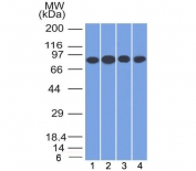 Western blot testing of human 1) Jurkat, 2) HeLa, 3) MCF7 and K562 cell lysate with CD71 antibody (clone TFRC/1817). Predicted molecular weight: 85-95 kDa.