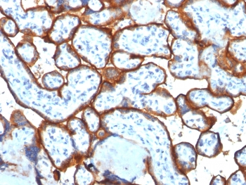 IHC testing of FFPE human placenta tissue with Transferrin Receptor / CD71 antibody (clone TFRC/1817). Required HIER: boil tissue sections in 10mM Tris with 1mM EDTA, pH 9, for 10-20 min followed by cooling at RT for 20 min.~