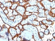 IHC testing of FFPE human placenta tissue with Transferrin Receptor / CD71 antibody (clone TFRC/1817). Required HIER: boil tissue sections in 10mM Tris with 1mM EDTA, pH 9, for 10-20 min followed by cooling at RT for 20 min.
