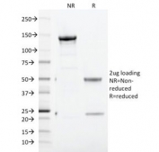 SDS-PAGE Analysis of Purified, BSA-Free CD71 Antibody (clone TFRC/1817). Confirmation of Integrity and Purity of the Antibody.