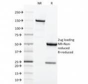 SDS-PAGE Analysis of Purified, BSA-Free Transferrin Receptor Antibody (clone TFRC/1818). Confirmation of Integrity and Purity of the Antibody.