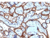 IHC testing of FFPE human placenta tissue with CD71 / Transferrin Receptor antibody (clone TFRC/1818). Required HIER: boil tissue sections in 10mM Tris with 1mM EDTA, pH 9, for 10-20 min followed by cooling at RT for 20 min.