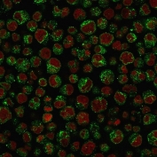 Immunofluorescent staining of PFA-fixed human Raji cells with recombinant CD79a antibody (green, clone IGA/1688R) and Reddot nuclear stain (red).