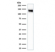 Western blot testing of human K562 cell lysate with CD43 antibody (clone SPN/1766R). Expected molecular weight: 45-135 kDa depending on glycosylation level.