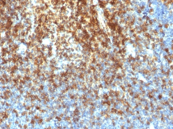 IHC testing of FFPE human tonsil with recombinant CD43 antibody (clone SPN/1766R). Required HIER: boil tissue sections in pH 9 10mM Tris with 1mM EDTA for 10-20 min followed by cooling at RT for 20 min.