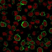 Immunofluorescence staining of human K562 cells with CD43 antibody (green, clone SPN/1766R) and NucSpot (red).