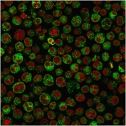Immunofluorescent staining of PFA-fixed human Raji cells with recombinant CD79a antibody (green, clone IGA/1790R) and Reddot nuclear stain (red).