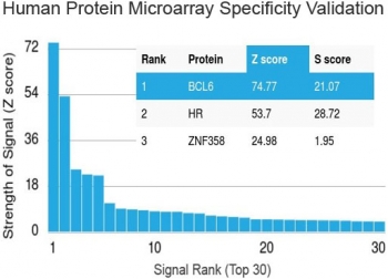 Protein array validation of the Bcl6 antibody: Analysis of HuProt(TM) microarray containing more than 19,000 full-length human proteins using Bcl6 antibody (clone BCL6/1475).<BR>Z- and S- score: The Z-score represents the strength of a signal that an antibody (in combination with a fluorescently-tagged anti-