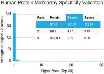 Protein array validation of the Bcl6 antibody: Analysis of HuProt(TM) microarray containing more than 19,000 full-length human proteins using Bcl6 antibody (clone BCL6/1527). These results demonstrate the foremost specificity of the BCL6/1527 mAb.<BR>Z- and S- score: The Z-score represents the strength of a