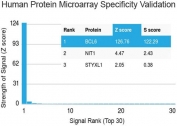 Protein array validation of the Bcl6 antibody: Analysis of HuProt(TM) microarray containing more than 19,000 full-length human proteins using Bcl6 antibody (clone BCL6/1527). These results demonstrate the foremost specificity of the BCL6/1527 mAb. Z- and S- score: The Z-score represents the strength of a signal that an antibody (in combination with a fluorescently-tagged anti-IgG secondary Ab) produces when binding to a particular protein on the HuProt(TM) array. Z-scores are described in units of standard deviations (SD's) above the mean value of all signals generated on that array. If the targets on the HuProt(TM) are arranged in descending order of the Z-score, the S-score is the difference (also in units of SD's) between the Z-scores. The S-score therefore represents the relative target specificity of an Ab to its intended target. 