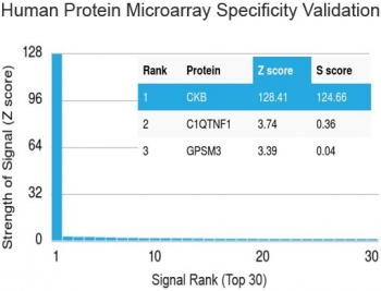 Protein array validation of the Creatine kinase B antibody: Analysis of HuProt(TM) microarray containing more than 19,000 full-length human proteins using Creatine kinase B type antibody (clone 2ba6). These results demonstrate the foremost specificity of the 2ba6 mAb.<BR>Z- and S- score: The Z-score represen