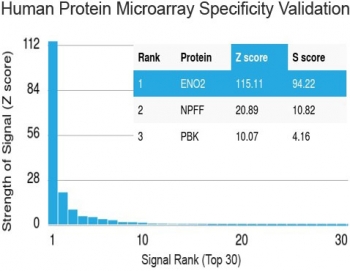 Protein array validation of the Neuron Specific Enolase antibody: Analysis of HuProt(TM) microarray containing more than 19,000 full-length human proteins using Neuron Specific Enolase antibody (clone ENO2/1462). These results demonstrate the foremost specificity of the ENO2/1462 mAb.<BR>Z- and S- score: The Z-score represents the strength of a signal that an antibody (in combination with a fluorescently-tagged anti-IgG secondary Ab) produces when binding to a particular protein on the HuProt(TM) array. Z-scores are described in units of standard deviations (SD's) above the mean value of all signals generated on that array. If the targets on the HuProt(TM) are arranged in descending order of the Z-score, the S-score is the difference (also in units of SD's) between the Z-scores. The S-score therefore represents the relative target specificity of an Ab to its intended target.