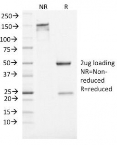 SDS-PAGE Analysis of Purified, BSA-Free Neuron Specific Enolase Antibody (clone ENO2/1462). Confirmation of Integrity and Purity of the Antibody.