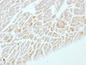 IHC testing of FFPE rat heart with Neuron Specific Enolase antibody (clone ENO2/1462). Required HIER: boil sections in 10mM citrate buffer, pH6, for 10-20 min.