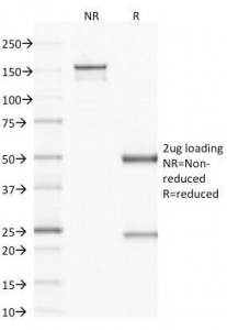 SDS-PAGE Analysis of Purified, BSA-Free Factor XIIIa Antibody (clone