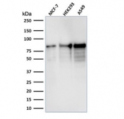 Western blot testing of human samples with MCM7 antibody (clone MCM7/1467). Expected molecular weight: 80-90 kDa.