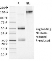 SDS-PAGE Analysis of Purified, BSA-Free MCM7 Antibody (clone MCM7/1469). Confirmation of Integrity and Purity of the Antibody.