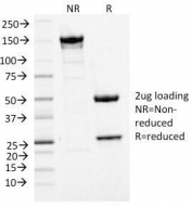 SDS-PAGE Analysis of Purified, BSA-Free MCM7 Antibody (clone MCM7/1468). Confirmation of Integrity and Purity of the Antibody.