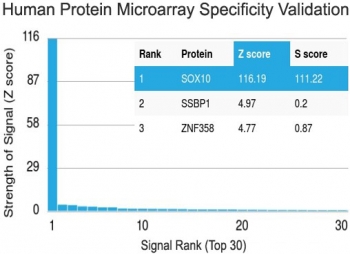 Protein array validation of the SOX10 antibody: Analysis of HuProt(TM) microarray containing more than 19,000 full-length human proteins using SOX10 antibody (clone SOX10/991). These results demonstrate the foremost specificity of the SOX10/991 mAb.<P><P>Z- and S- score: The Z-score represents the strength of a signal that an antibody (in combination with a fluorescently-tagged anti-IgG secondary Ab) produces when binding to a particular protein on the HuProt(TM) array. Z-scores are described in units of standard deviations (SD's) above the mean value of all signals generated on that array. If the targets on the HuProt(TM) are arranged in descending order of the Z-score, the S-score is the difference (also in units of SD's) between the Z-scores. The S-score therefore represents the relative target specificity of an Ab to its intended target.