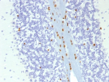 IHC testing of FFPE mouse brain with SOX-1