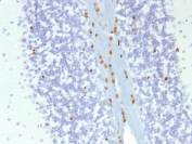 IHC testing of FFPE mouse brain with SOX-10 antibody (clone SOX10/1074). Required HIER: boil tissue sections in 10mM citrate buffer, pH 6, for 10-20 min followed by cooling at RT for 20 min.