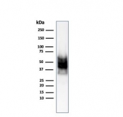 Western blot testing of human COLO-38 cell lysate using SOX-10 antibody (SOX10/1074). Predicted molecular weight ~50 kDa.