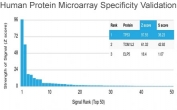 Protein array validation of the p53 antibody: Analysis of HuProt(TM) microarray containing more than 19,000 full-length human proteins using p53 antibody (clone PAb 1801). Z- and S- score: The Z-score represents the strength of a signal that an antibody (in combination with a fluorescently-tagged anti-IgG secondary Ab) produces when binding to a particular protein on the HuProt(TM) array. Z-scores are described in units of standard deviations (SD's) above the mean value of all signals generated on that array. If the targets on the HuProt(TM) are arranged in descending order of the Z-score, the S-score is the difference (also in units of SD's) between the Z-scores. The S-score therefore represents the relative target specificity of an Ab to its intended target. 