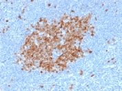 IHC testing of FFPE human tonsil tissue with TYMS antibody. HIER: boil tissue sections in pH 9 10mM Tris with 1mM EDTA for 10-20 min followed by cooling at RT for 20 min.